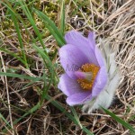 Pulsatilla grandis - Poniklec veľkokvetý 21-29-00