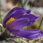 Pulsatilla grandis - Poniklec veľkokvetý 231042