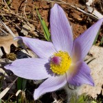 Pulsatilla grandis - Poniklec veľkokvetý 231157