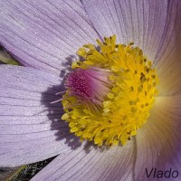 Pulsatilla grandis - Poniklec veľkokvetý 231230