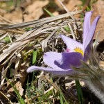 Pulsatilla grandis - Poniklec veľkokvetý 231515