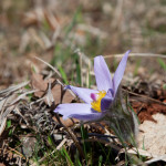 Pulsatilla grandis - Poniklec veľkokvetý IMG_0781