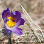 Pulsatilla grandis - Poniklec veľkokvetý IMG_0783