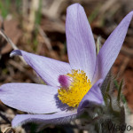 Pulsatilla grandis - Poniklec veľkokvetý IMG_0786