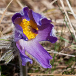 Pulsatilla grandis - Poniklec veľkokvetý IMG_0788