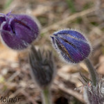 Pulsatilla grandis - Poniklec veľkokvetý IMG_0797