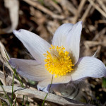 Pulsatilla grandis - Poniklec veľkokvetý IMG_0801