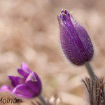 Pulsatilla grandis - Poniklec veľkokvetý IMG_0807