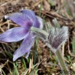 Pulsatilla grandis - Poniklec veľkokvetý IMG_0808