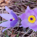 Pulsatilla grandis - Poniklec veľkokvetý IMG_1096