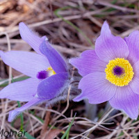 Pulsatilla grandis - Poniklec veľkokvetý IMG_1096