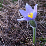 Pulsatilla grandis - Poniklec veľkokvetý IMG_1104