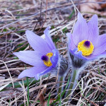 Pulsatilla grandis - Poniklec veľkokvetý IMG_1105