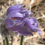 Pulsatilla grandis - Poniklec veľkokvetý IMG_2564