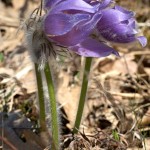 Pulsatilla grandis - Poniklec veľkokvetý IMG_2565