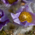 Pulsatilla grandis - Poniklec veľkokvetý IMG_5654