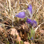 Pulsatilla grandis - Poniklec veľkokvetý IMG_5889