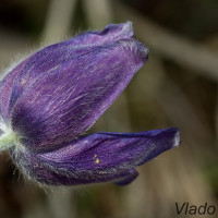 Pulsatilla patens - Poniklec otvorený IMG_4565