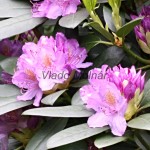Rhododendron sp. - Rododendron 18-34-43