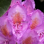 Rhododendron sp. - Rododendron 18-35-56