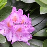 Rhododendron sp. - Rododendron 18-36-35