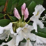 Rhododendron sp. - Rododendron 194819