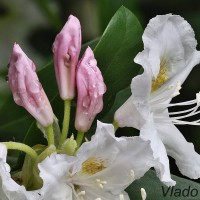 Rhododendron sp. - Rododendron 195403
