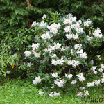 Rhododendron sp. - Rododendron IMG_0064