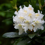 Rhododendron sp. - Rododendron IMG_0186