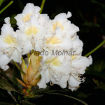 Rhododendron sp. - Rododendron IMG_0190