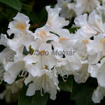 Rhododendron sp. - Rododendron IMG_0246