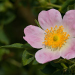 Rosa canina - Ruža šípová