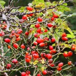 Rosa canina - Ruža šípová 21-41-48m