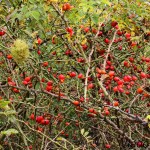 Rosa canina - Ruža šípová 21-44-03