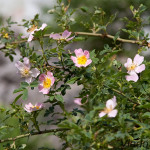 Rosa canina - Ruža šípová IMG_0531