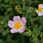 Rosa canina - Ruža šípová IMG_0532