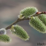 Salix caprea - Vŕba rakytová 110102