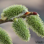 Salix caprea - Vŕba rakytová 112910