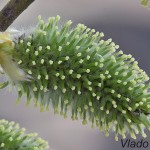 Salix caprea - Vŕba rakytová 113801
