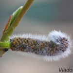 Salix caprea - Vŕba rakytová 114838