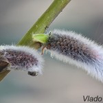 Salix caprea - Vŕba rakytová 120528