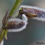 Salix caprea - Vŕba rakytová 121418