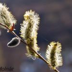 Salix caprea - Vŕba rakytová IMG_0885