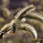 Salix caprea - Vŕba rakytová IMG_0886