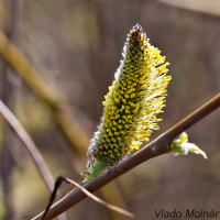 Salix caprea - Vŕba rakytová IMG_0887