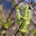Salix caprea - Vŕba rakytová IMG_0967