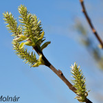 Salix caprea - Vŕba rakytová IMG_0968