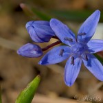 Scilla drunensis subsp. buekkensis - Scila severná bukovská16-15-10