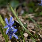 Scilla drunensis subsp. buekkensis - Scila severná subsp. bukovská 16-18-49