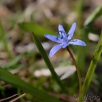 Scilla drunensis subsp. buekkensis - Scila severná subsp. bukovská 16-20-22